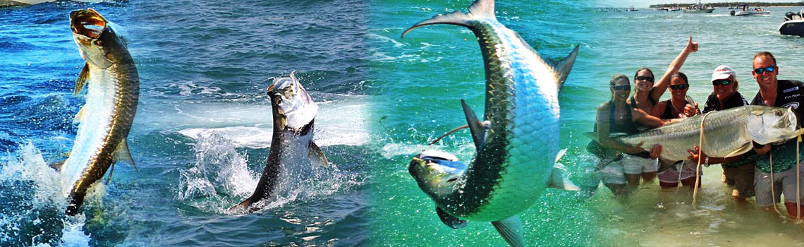 Tarpon image from fishing expeditions