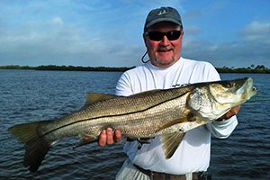 Snook fish from Tampa Bay inshore fishing